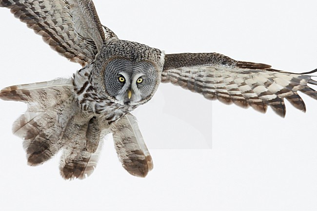 Laplanduil jagend boven besneeuwde grond; Great Grey Owl hunting above ground with snow stock-image by Agami/Markus Varesvuo,