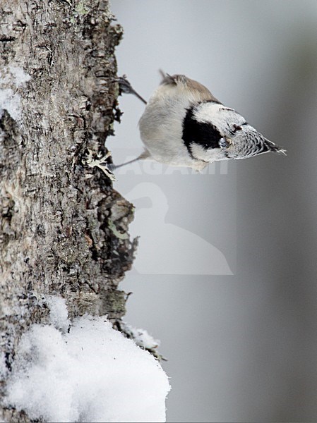 Kuifmees in de winter; European Crested Tit in winter stock-image by Agami/Markus Varesvuo,