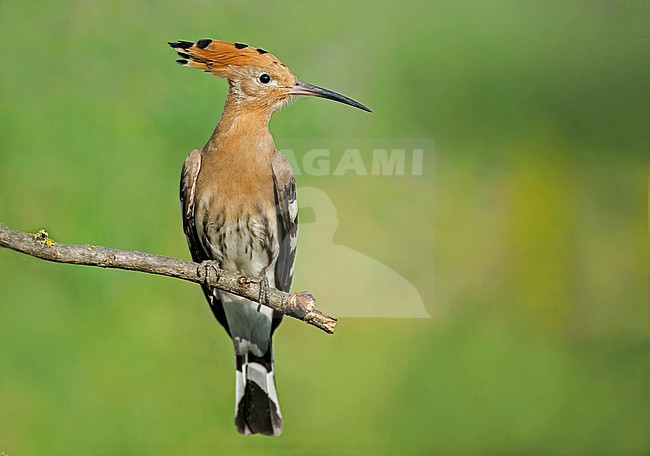 Eurasian Hoopoe (Upupa epops) in Italy stock-image by Agami/Alain Ghignone,