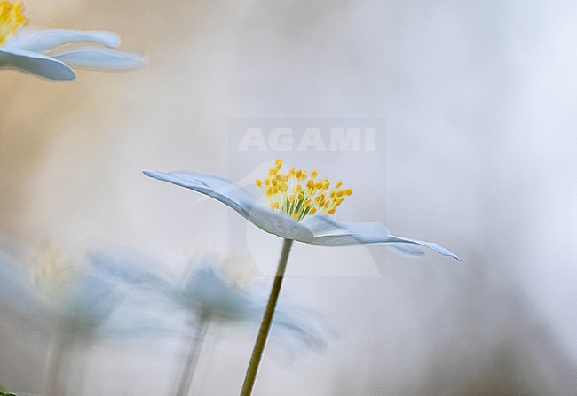 Close-up of Wood anemone flowers stock-image by Agami/Wil Leurs,