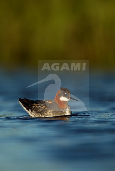 Vrouwtje Grauwe Franjepoot zwemmend; Female Red-necked Phalarope swimming stock-image by Agami/Danny Green,