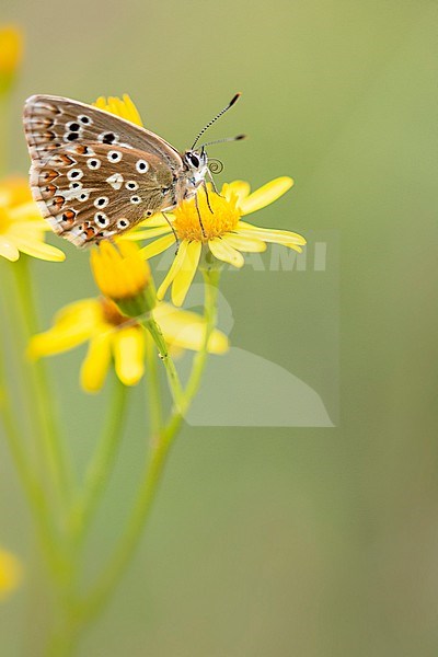 Female Chalk-hill Blue stock-image by Agami/Wil Leurs,