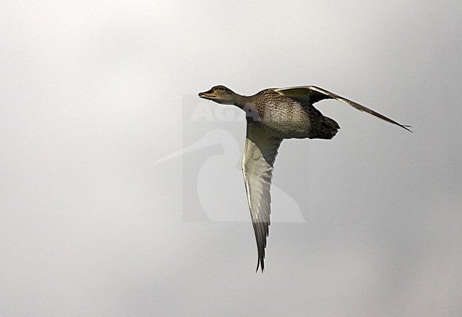 Gadwall female flying; Krakeend vrouw vliegend stock-image by Agami/Marc Guyt,