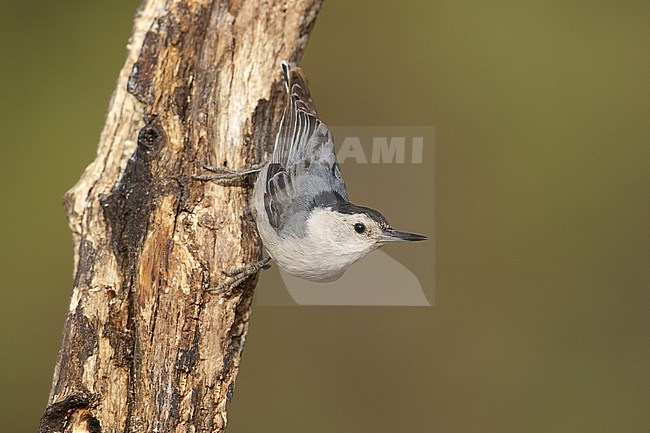 Adult male
Pima Co., AZ
May 2014 stock-image by Agami/Brian E Small,