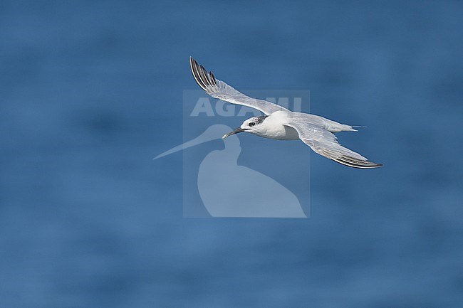 Sandwich tern (Thalasseus sandvicensis) flying, with the sea as background. stock-image by Agami/Sylvain Reyt,