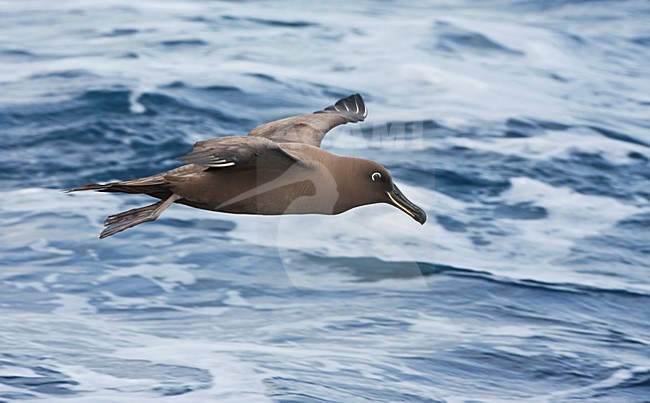 Zwarte Albatros in vlucht; Sooty Albatros in flight stock-image by Agami/Marc Guyt,