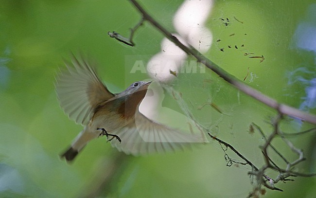 Red-breasted Flycatcher (Ficedula parva) adult male hovering next to a spiderweb to catch insects from it, Nordsjælland, Denmark. stock-image by Agami/Helge Sorensen,