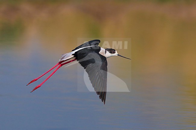 Volwassen mannetje Steltkluut; Adult male Black-winged Stilt stock-image by Agami/Daniele Occhiato,
