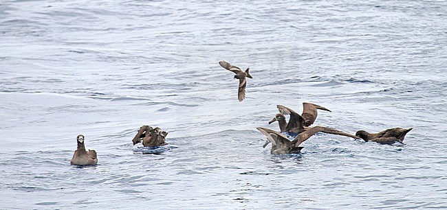 Tristram's storm petrel (Oceanodroma tristrami) in flight over the northern pacific ocean south of Japan. With group of Black-footed Albatrosses. stock-image by Agami/Pete Morris,