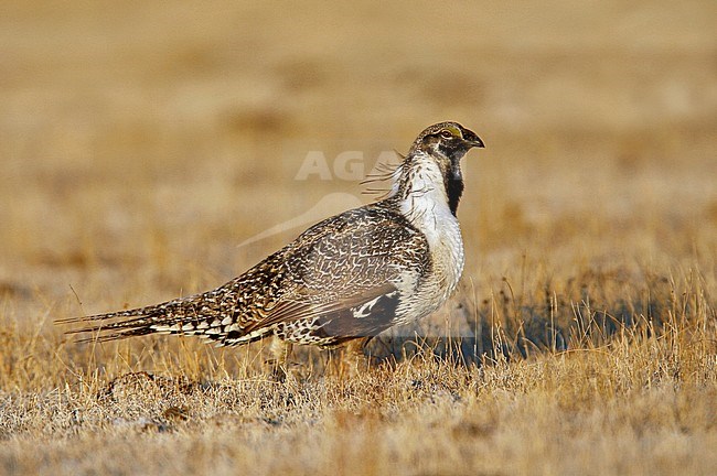 Adult male
Mono Co., CA
March 2007 stock-image by Agami/Brian E Small,