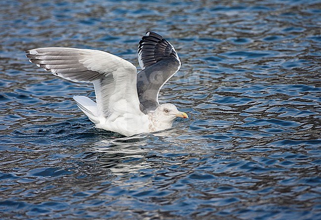 Adult Slaty-backed Gull (Larus schistisagus) wintering on Hokkaido, Japan. Swimming with raised wings just after landing on the water surface. stock-image by Agami/Marc Guyt,
