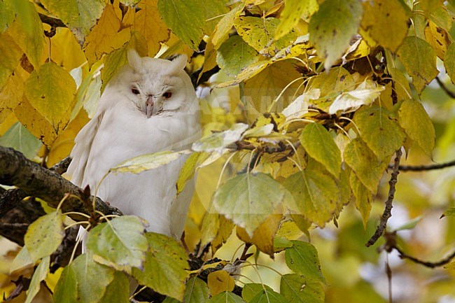 Ransuil albino zittend op tak; Long-eared Owl albino perched on branch stock-image by Agami/Chris van Rijswijk,