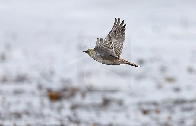 Horned Lark (Eremophila alpestris ssp.flava) in flight at a beach in Vedbæk, Denmark stock-image by Agami/Helge Sorensen,