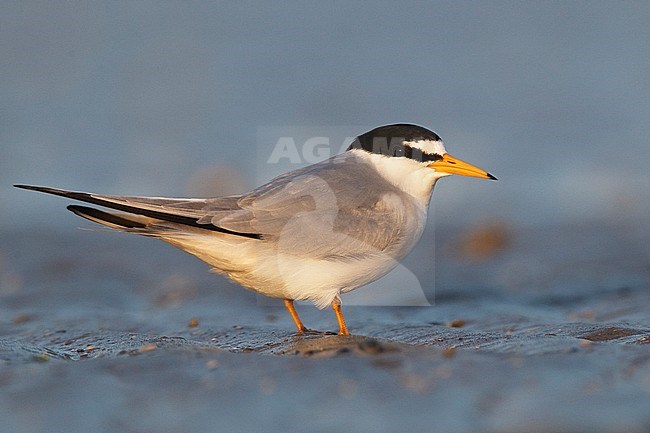 Adult breeding 
Galveston Co., TX 
April 2010 stock-image by Agami/Brian E Small,