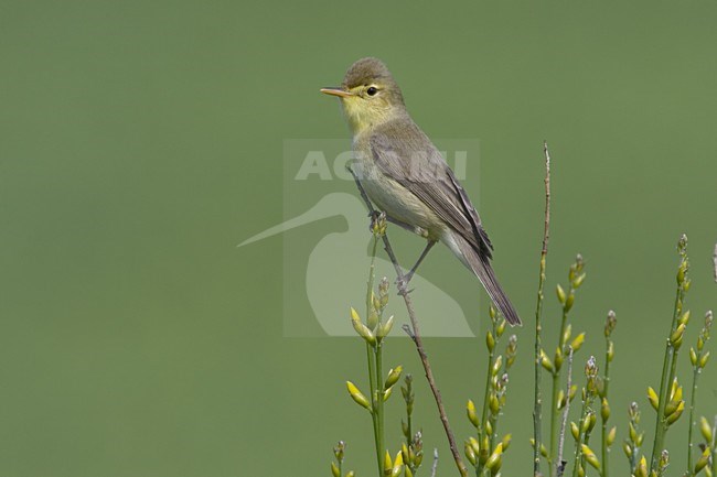 Orpheusspotvogel zittend op tak; Melodious Warbler perched on twig stock-image by Agami/Daniele Occhiato,