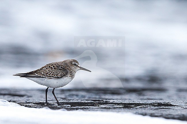 Bonapartes Strandloper, White-rumped Sandpiper stock-image by Agami/Daniele Occhiato,