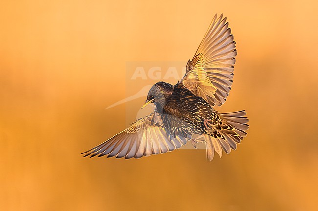 Common Starling, Sturnus vulgaris, in Italy. stock-image by Agami/Daniele Occhiato,