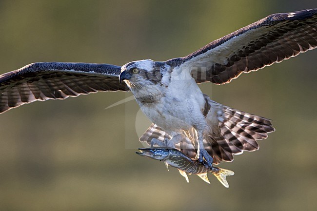 Visarend vliegend met snoek in de klauwen; Osprey flying with Pike in his talons stock-image by Agami/Bence Mate,