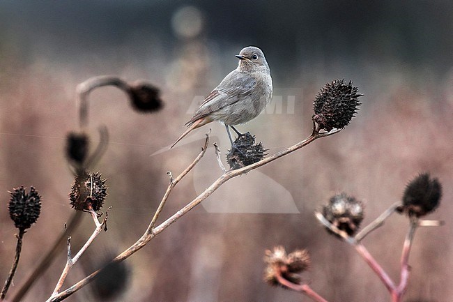 Female Black Redstart, Phoenicurus ochruros gibraltariensis, in Italy. stock-image by Agami/Daniele Occhiato,