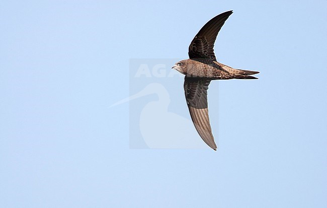Common Swift (Apus apus) during early autumn migation. Migrating past stock-image by Agami/Arie Ouwerkerk,
