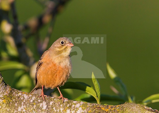 Adult male Ortolan Bunting (Emberiza hortulana), perched in a tree in Germany. stock-image by Agami/Ralph Martin,