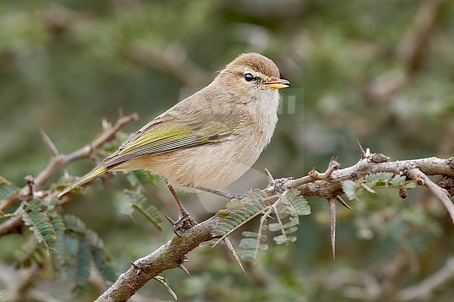 Singing Brown Woodland Warbler (Phylloscopus umbrovirens) perched on a branch, Saudi Arabia stock-image by Agami/Tomas Grim,