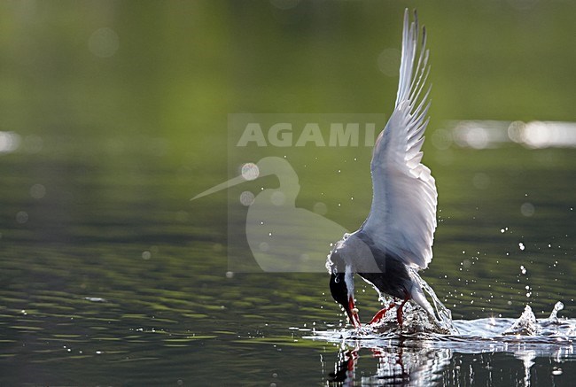 Volwassen Witwangstern die vis vangt, Adult Whiskered Tern catching a fish stock-image by Agami/Markus Varesvuo,