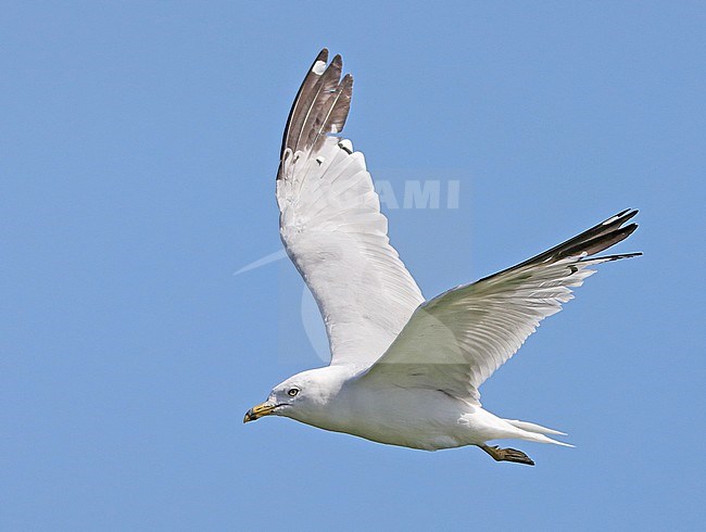 Third calendar year Ring-billed Gull (Larus delawarensis) in flight in Canada. stock-image by Agami/Nils van Duivendijk,