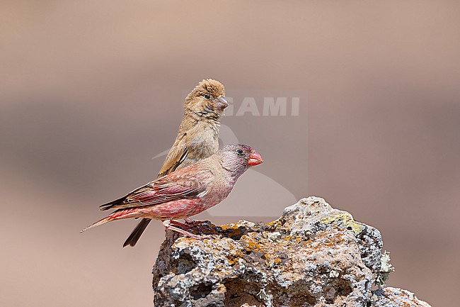 Trumpeter Finch (Bucanetes githagineus) male and female perched on a rock against a clean background, Fuerteventura, Canary Islands stock-image by Agami/Tomas Grim,