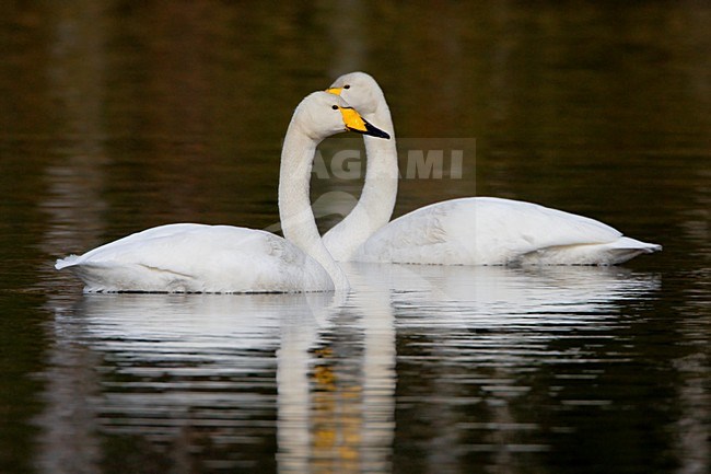 Paartje Wilde Zwanen; Pair of Whooper Swans stock-image by Agami/Daniele Occhiato,