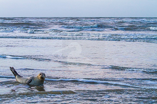Common Seal, Phoca vitulina, immature animal resting on the beach with high tide at sunset during storm. Seal in the coastal landscape horizontal with North Sea waves in the background. stock-image by Agami/Menno van Duijn,