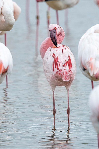 Lesser Flamingo (Phoeniconaias minor) sitting on a greater Flamingo colony in Pont de Gau, Bouches-du-Rhône, France. stock-image by Agami/Vincent Legrand,