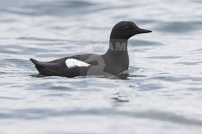 Black Guillemot (Cepphus grylle), adult swimming in the water, Capital Region, Iceland stock-image by Agami/Saverio Gatto,