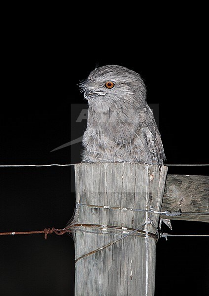 Tawny Frogmouth (Podargus strigoides) during the night stock-image by Agami/Andy & Gill Swash ,