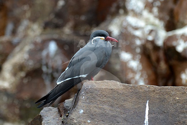  stock-image by Agami/Laurens Steijn,