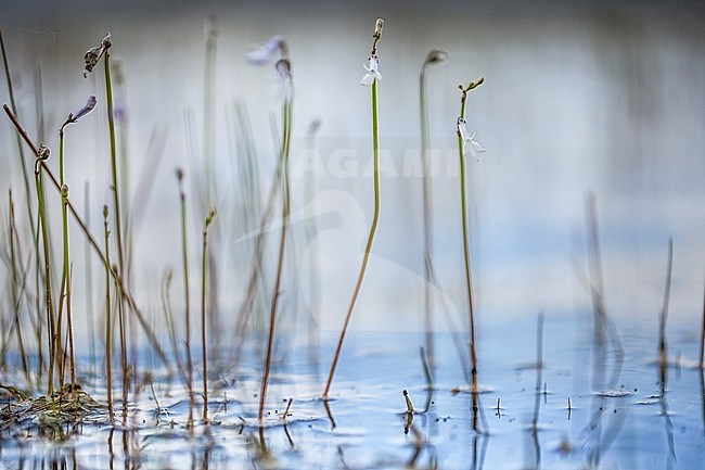 Waterlobelia, Water Lobelia stock-image by Agami/Wil Leurs,