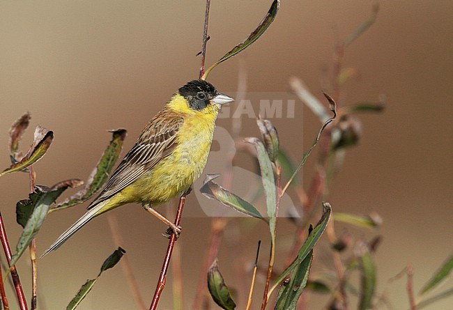 Autumn male Black-headed Bunting (Emberiza melanocephala) during mid October in the Netherlands. stock-image by Agami/Chris van Rijswijk,