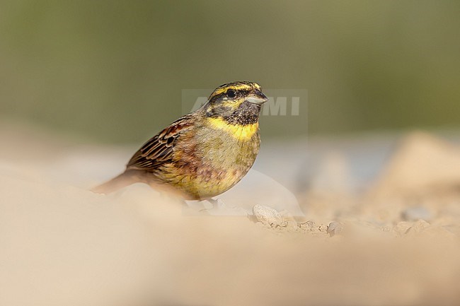 Adult Cirl Bunting foraging stock-image by Agami/Onno Wildschut,