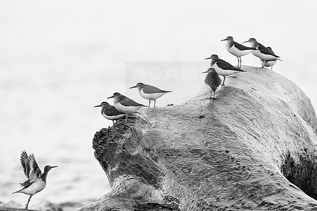 Common Sandpiper (Actitis hypoleucos), a flock resting on a dead trunk, Campania, Italy stock-image by Agami/Saverio Gatto,