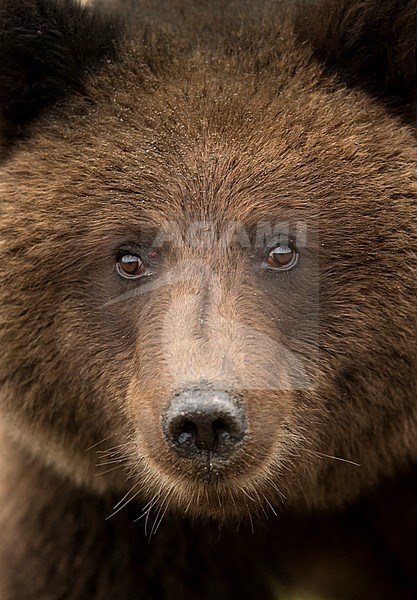 Coastal Brown Bear portrait (Ursus arctos), Lake Clarke National Park, Alaska, September 2014. stock-image by Agami/Danny Green,