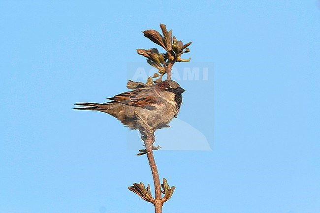 House Sparrow (Passer domesticus) in the Netherlands. stock-image by Agami/Marc Guyt,