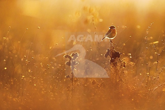 Wintering male European Stonechat (Saxicola rubicola) in Italy. Perched in low vegetation. Photographed with backlight. stock-image by Agami/Daniele Occhiato,