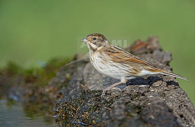 Common Reed Bunting, Emberiza schoeniclus stock-image by Agami/Alain Ghignone,