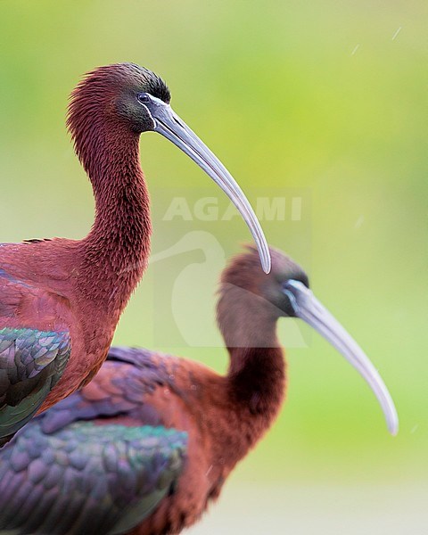 Glossy Ibis (Plegadis falcinellus), close-up of two adults stock-image by Agami/Saverio Gatto,