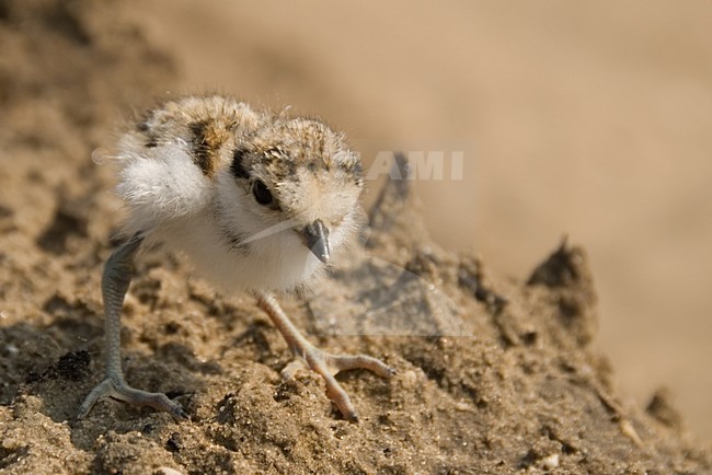 Little Ringed Plover young; Kleine Plevier jong stock-image by Agami/Han Bouwmeester,