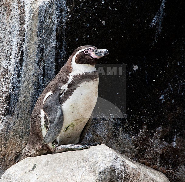 Humboldt Penguin (Spheniscus humboldti) perched on a rock in the ocean off the Peruvian coast near Lima stock-image by Agami/Marc Guyt,
