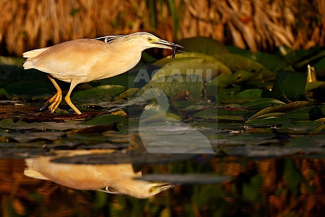 Fishing Squacco Heron stock-image by Agami/Chris van Rijswijk,