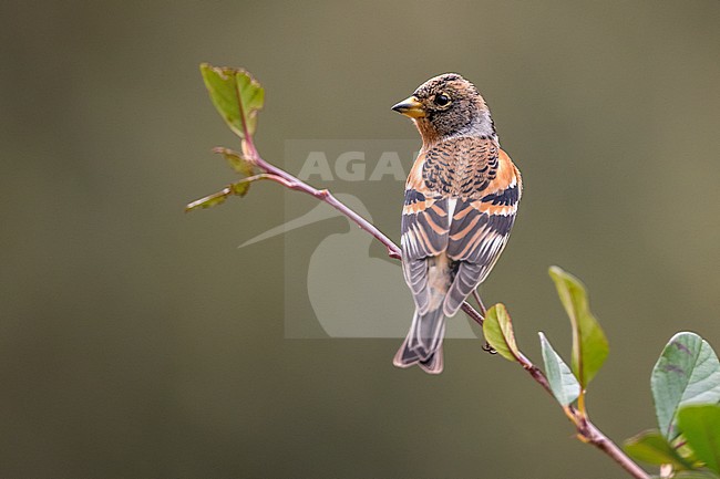Male Brambling in winter plumage (Fringilla montifringilla), perched on a branch during winter in Tarragona, Catalonia, Spain in January. stock-image by Agami/Rafael Armada,