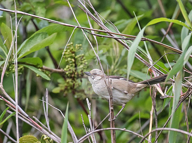 Pale-headed brush finch, Atlapetes pallidiceps, in Ecuador. stock-image by Agami/Pete Morris,