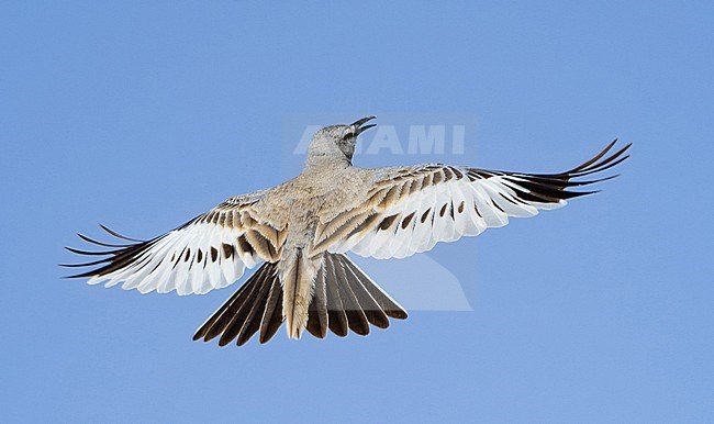 Greater Hoopoe-Lark (Alaemon alaudipes) wintering in Oman. Displaying in the sky. stock-image by Agami/Sylvain Reyt,